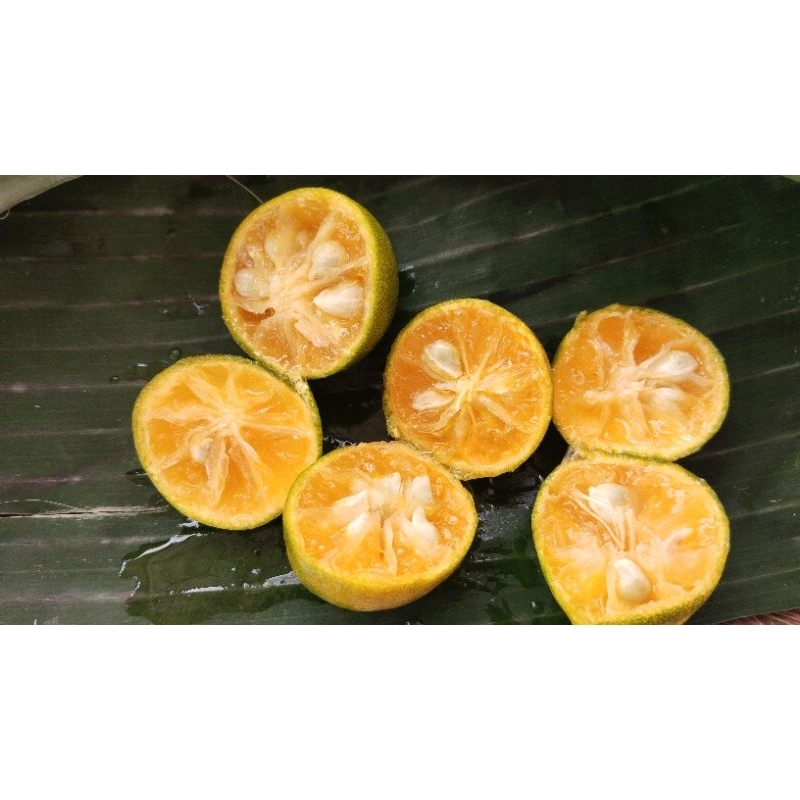 jeruk kasturi jeruk sonkit jeruk kunci fresh
