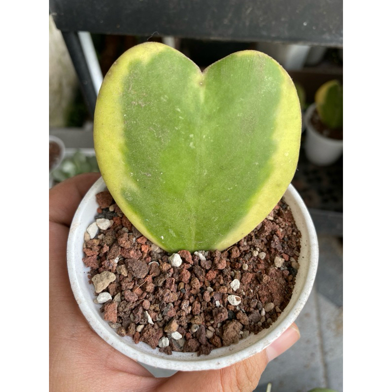 SUKULEN HOYA LOVE VARIEGATA