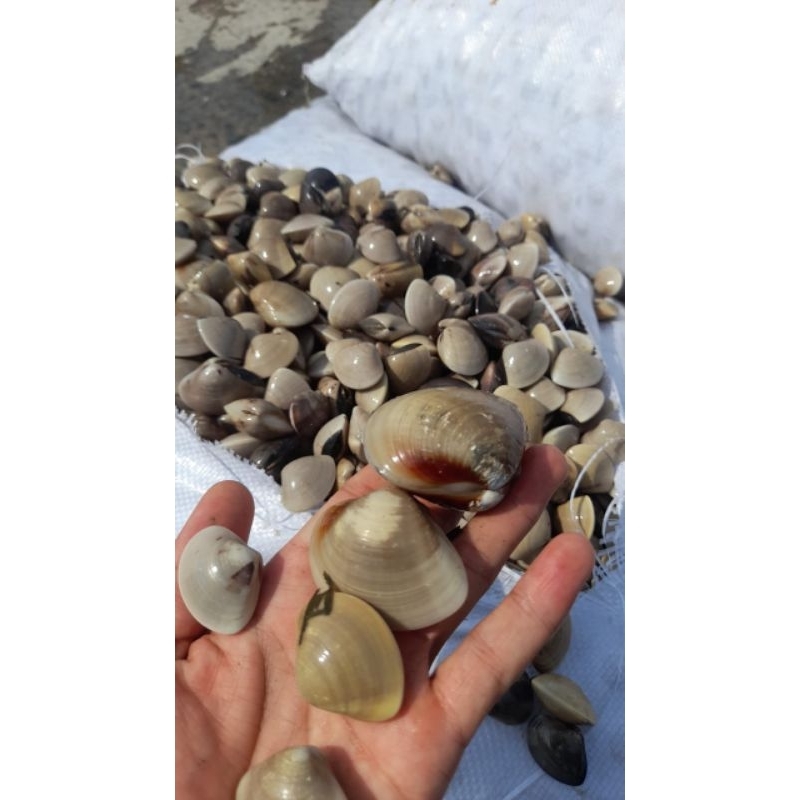 

kerang kepah Putih 1kg