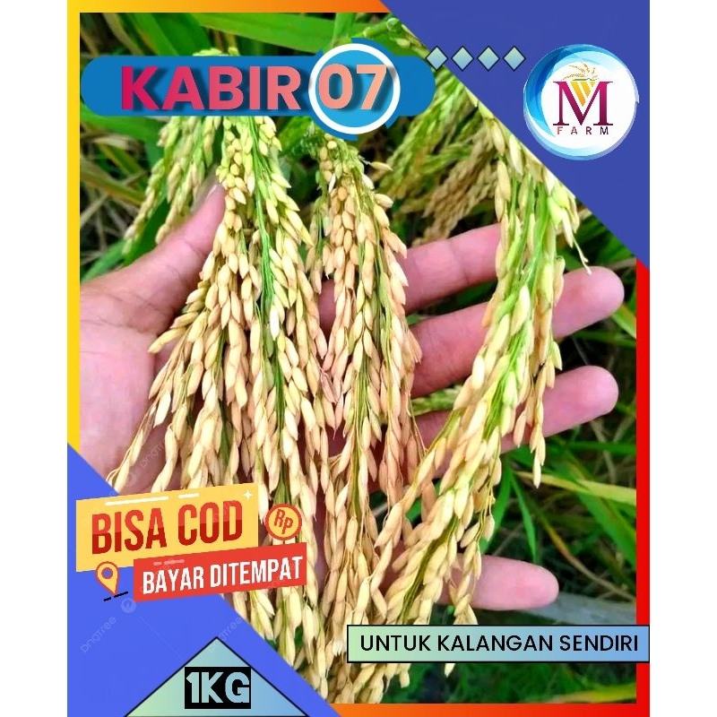 benih padi kabir 07 1kg