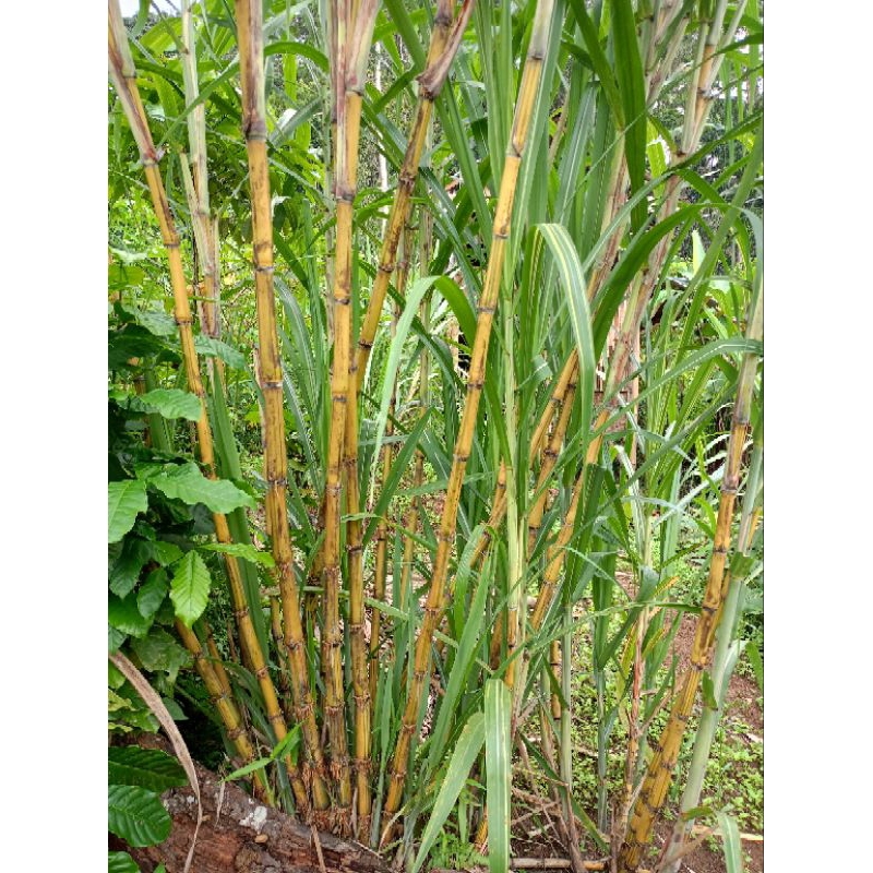 

Tebu kuning segar konsumsi 1 kilo