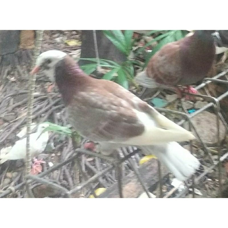 Burung Merpati Jantan