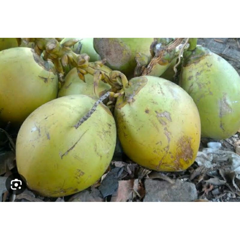 

kelapa muda