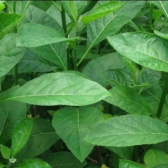

Daun Afrika Daun Herbal Sambung Nyowo segar, murahhh, per Lembar