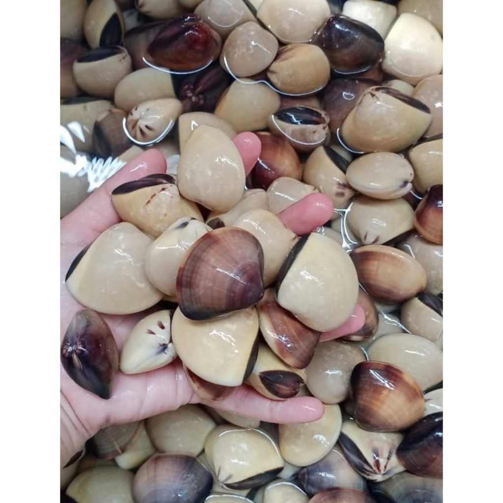

Kerang Tahu Kemasan 1 Kg