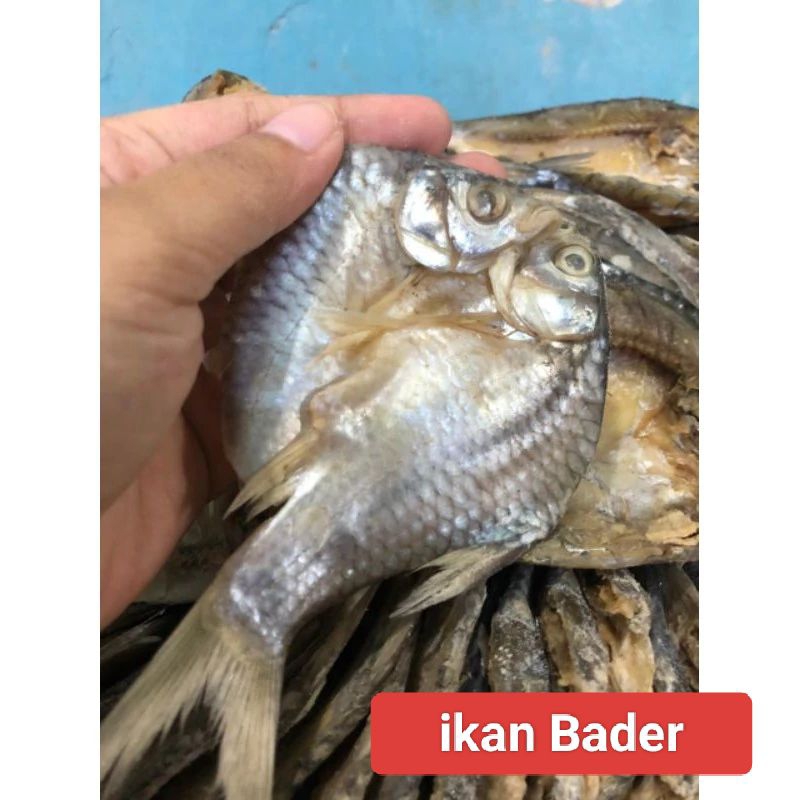 

ikan Bader 250gram