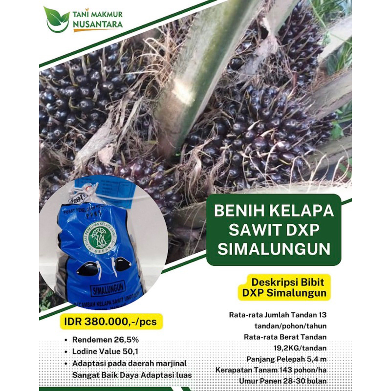 benih sawit ppks DxP simalungun