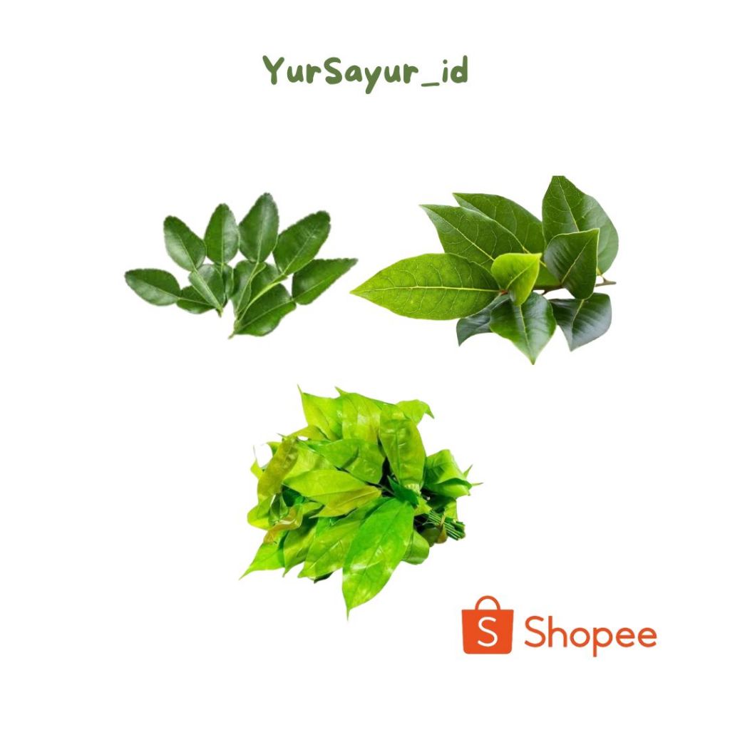 

daun jeruk salam so segar