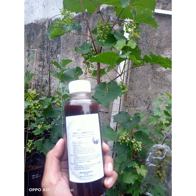 Eco Enzyme