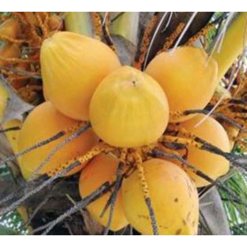 

kelapa gading muda segar 1 kg