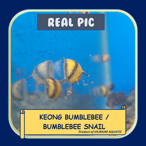 IKAN HIAS AIR TAWAR - KEONG BUMBLEBEE / BUMBLEBEE SNAIL (ALGAEATER)