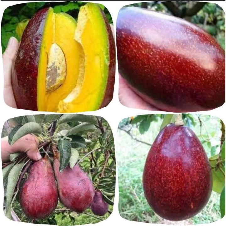 BIBIT TANAMAN BUAH ALPUKAT RED VIETNAM / ALPUKAT MERAH MENTEGA SUPER UNGGULAN