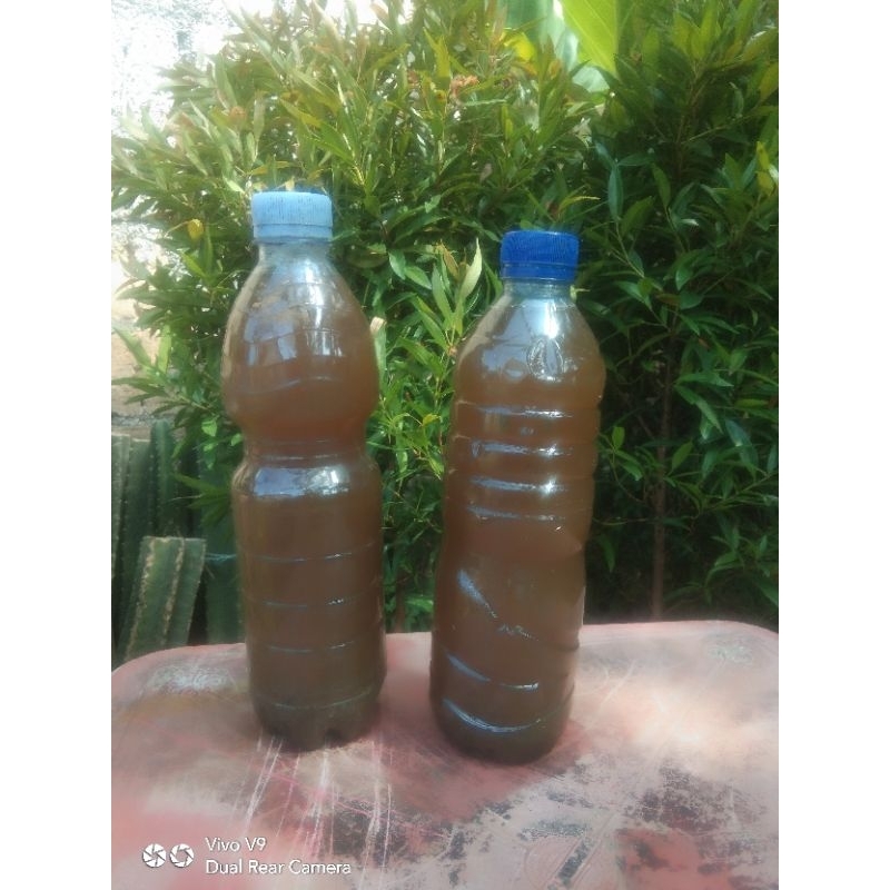 zat perangsang penyubur akar permentasi kotoran  hewan dan air seni