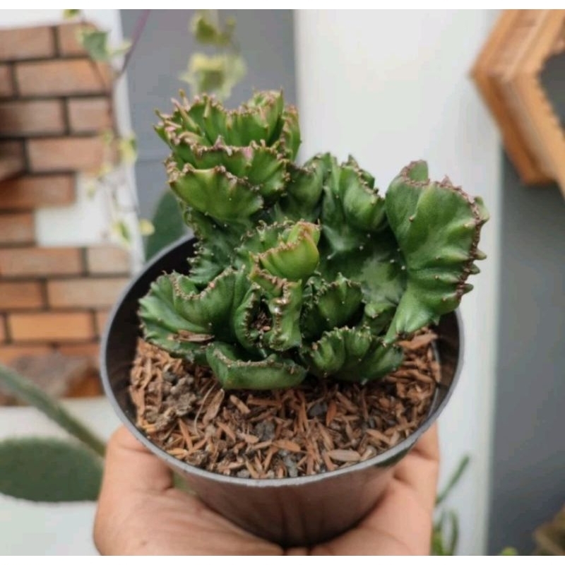Euphorbia Lactea Cristata Hijau