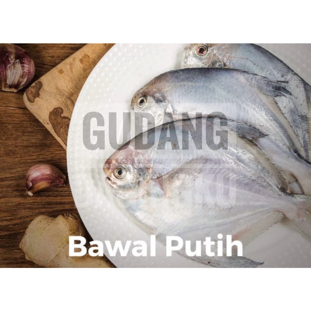 

ikan bawal putih 6-7 ekor @1kg export quality