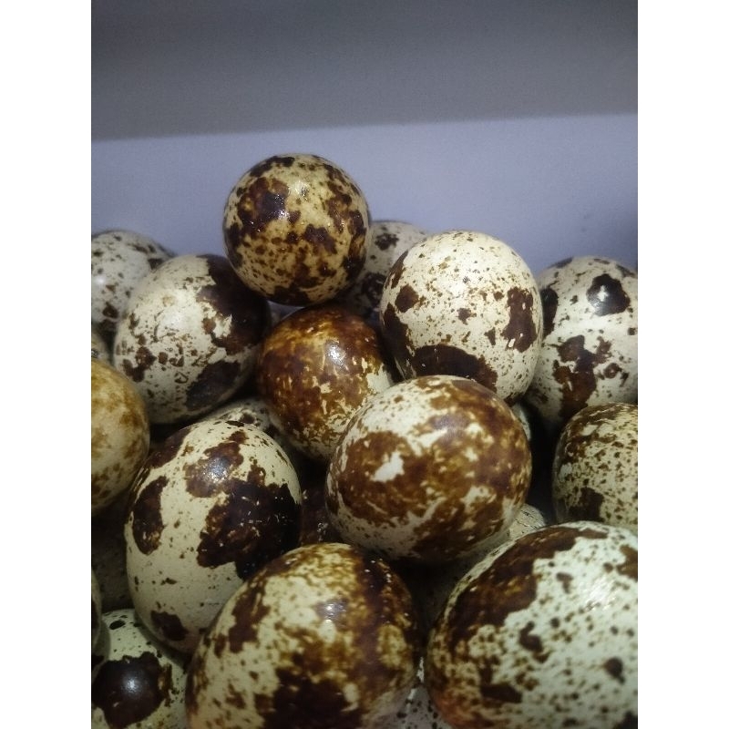1kg telur puyuh