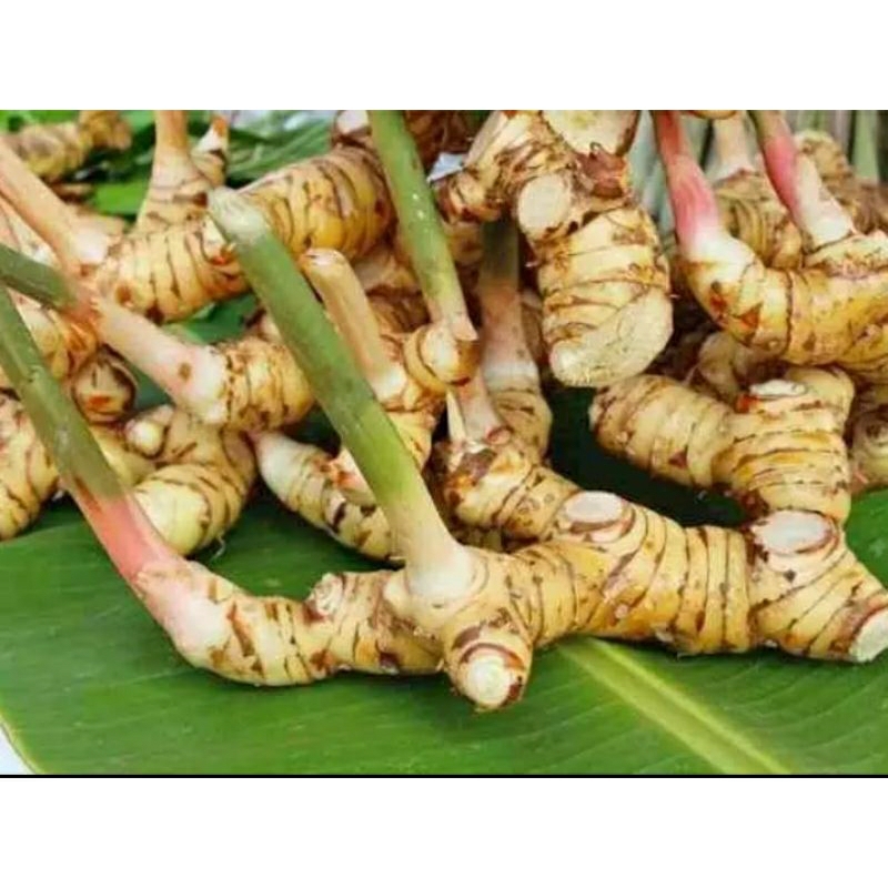 

Lengkuas ( Laos ) 500 gram fresh