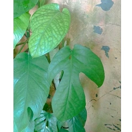 tanaman hias amydrium