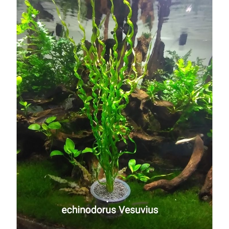 echinodorus Vesuvius