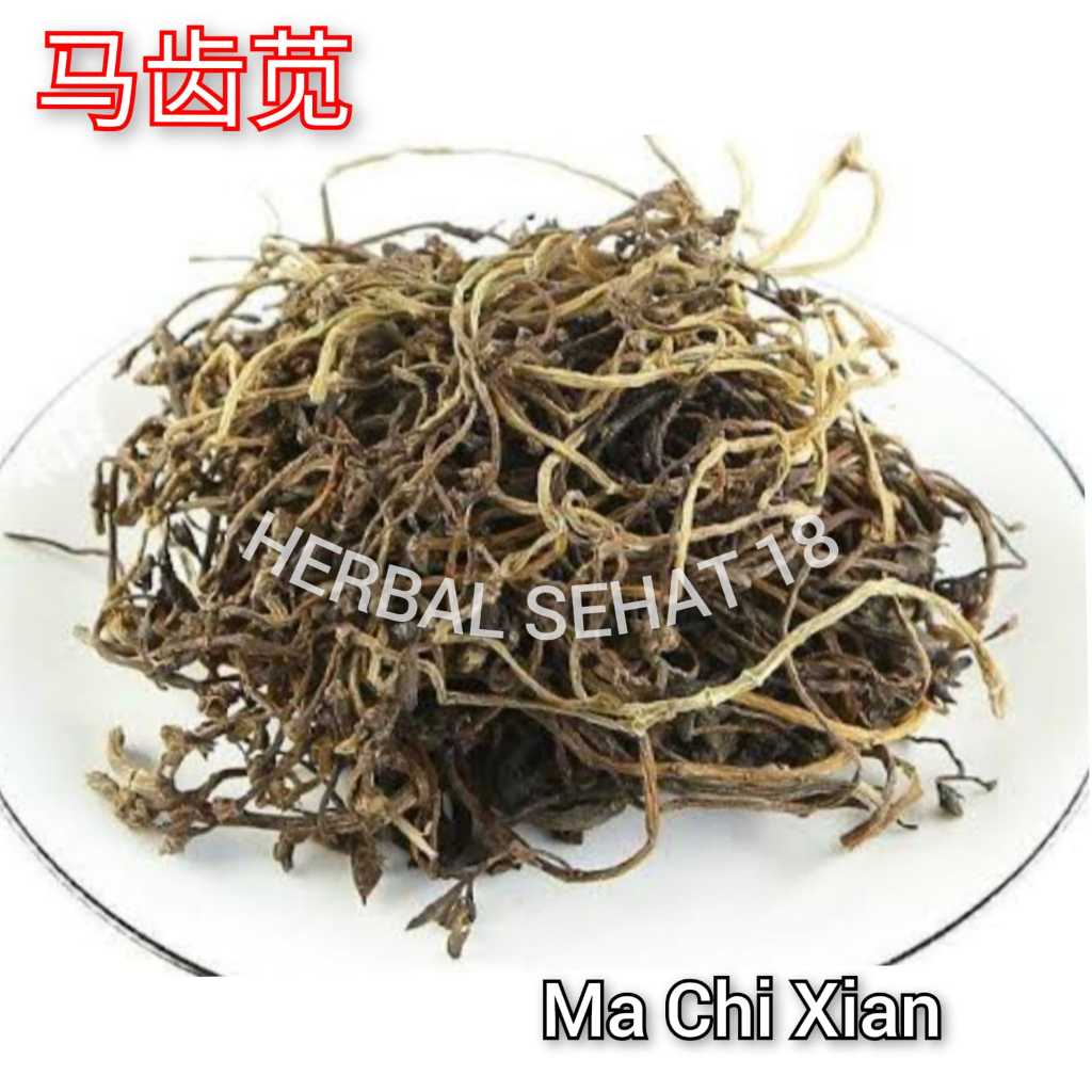 

Ma Chi Xian 600 Gram 马齿苋 Krokot - Portulaca Oloraua