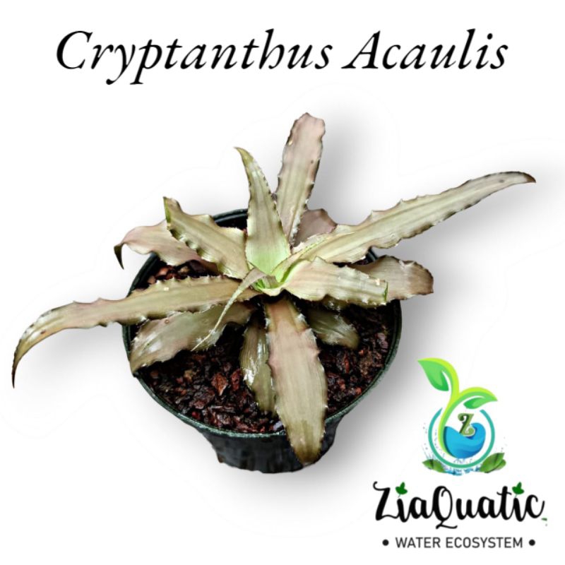 Cryptanthus Acaulis "Cryptanthus Coklat" - Tanaman Hias Paludarium Terrarium Bromelia Mini
