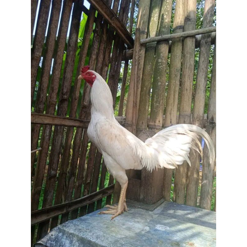 Ayam Jago putih Bangkok Brajamusti