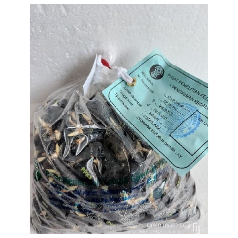 benih bibit kecambah sawit MAREHAT dumpy