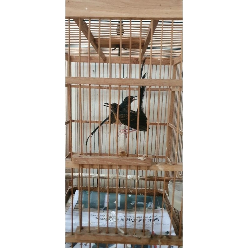 murai batu Indonesia ekor panjang super