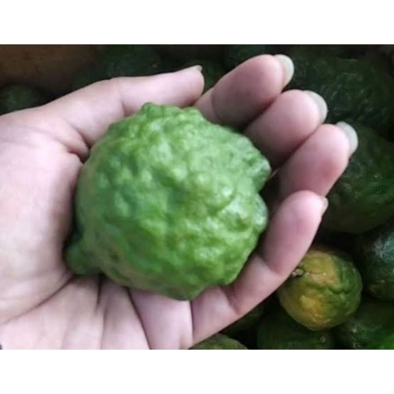 

jeruk purut murah, fresh langsung petik