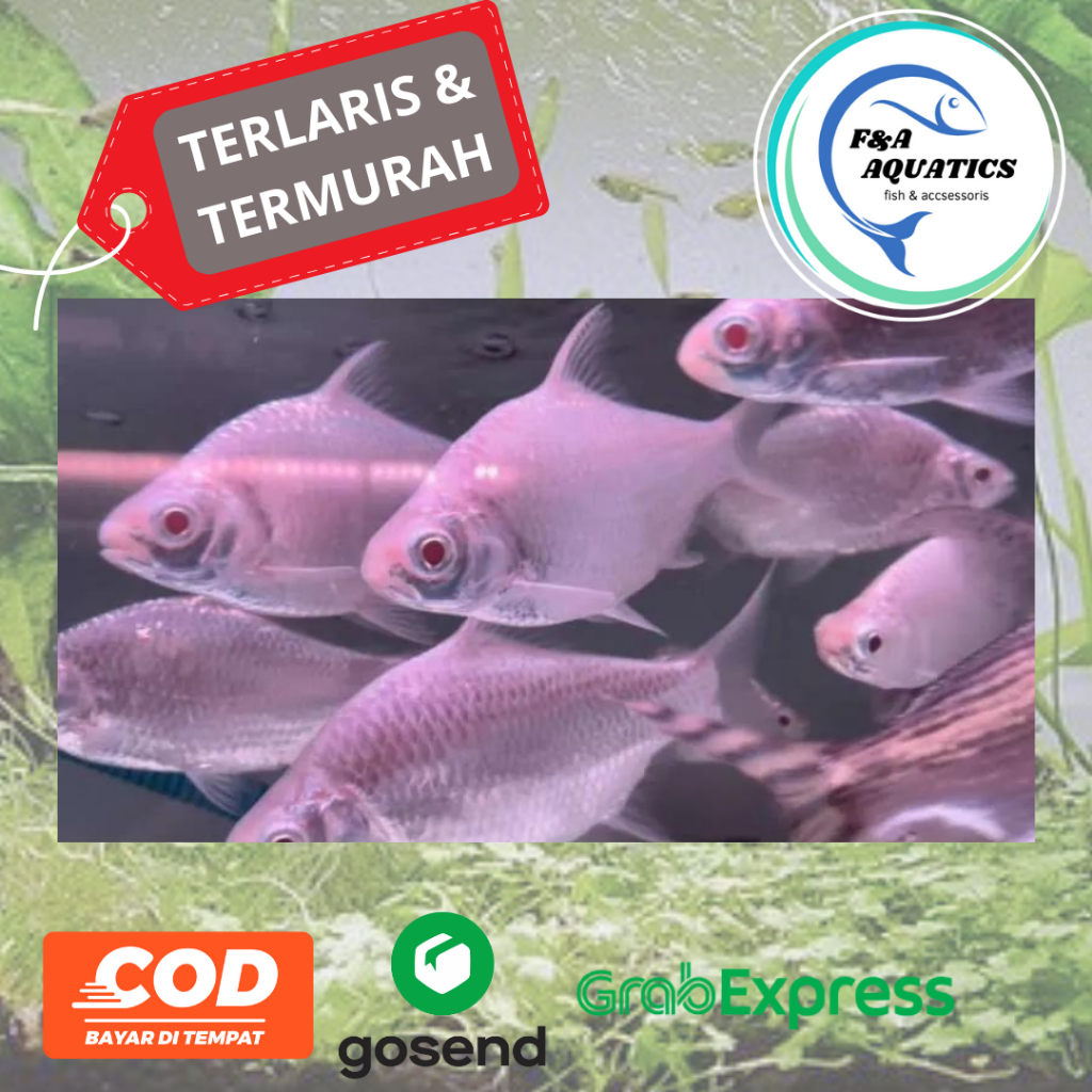 Ikan Kaviat Red Eye - Ikan Hias Kaviat Aquascape - Ikan Kaviat Pembersih Aquarium - Kaviat Albino Pe