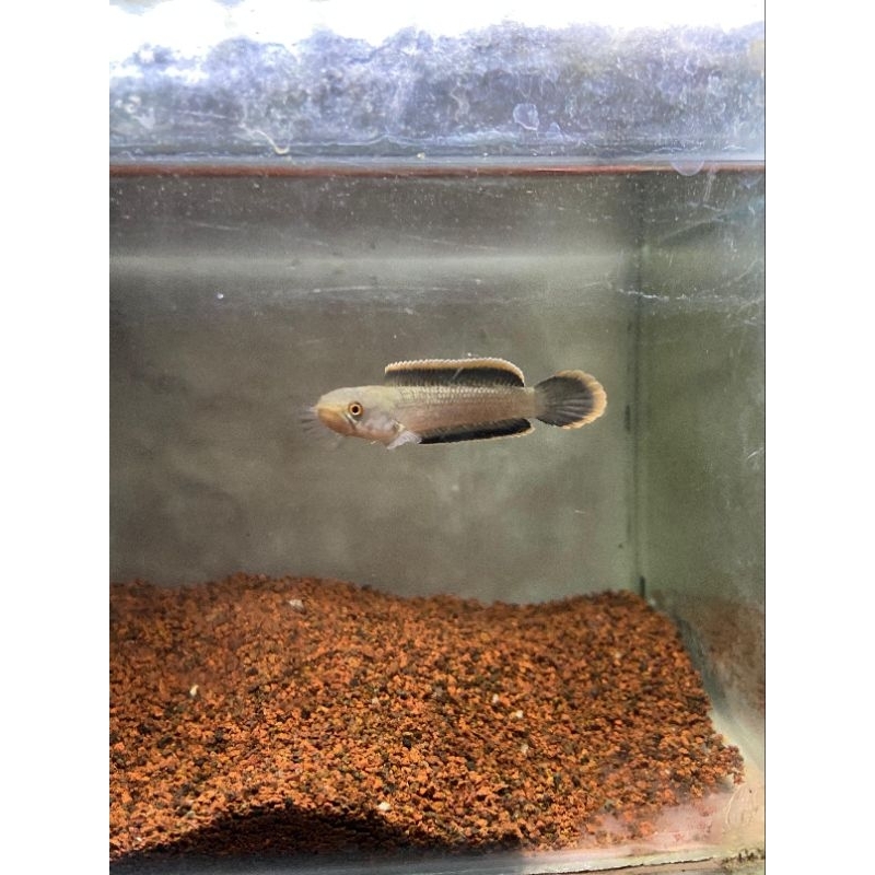 Limbata Cb 5cm Rim tebal