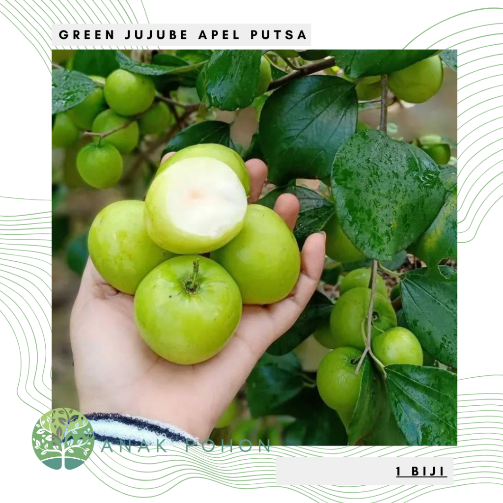 Benih BIbit Biji - Buah Green Jujube Hijau Apel Putsa (Ziziphus mauritiana) Seeds - IMPORT