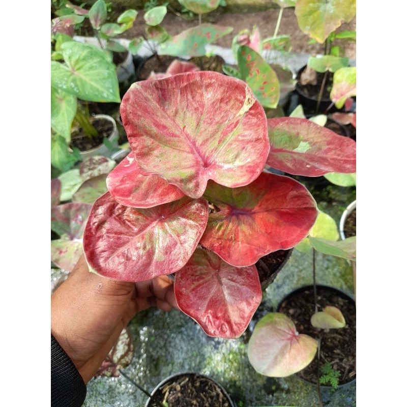 Tanaman hias Caladium Keladi thai series hybrid hibrid thailand silangan hybrid grade A ต้นเผือกไทย