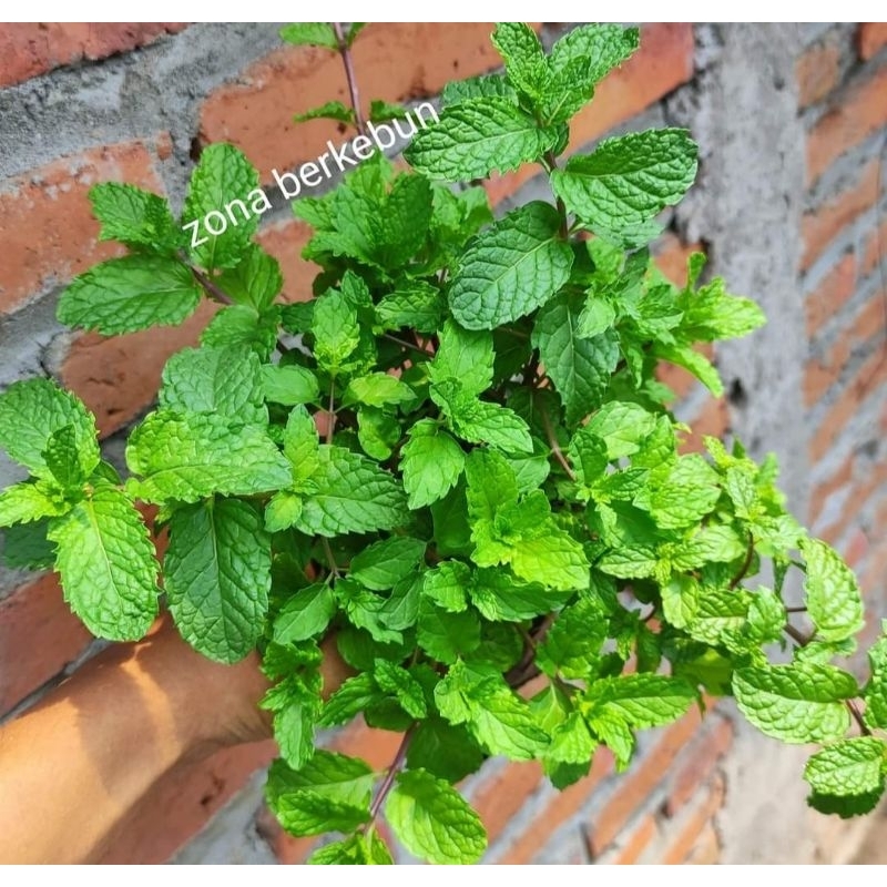 

Daun Mint 100 gram