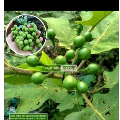 

Buah Takokak muda sgar 300 gr