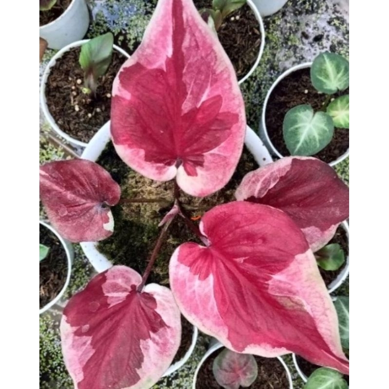 Caladium Dwi warna( anakan)~Kelady Dwi warna(anakan)