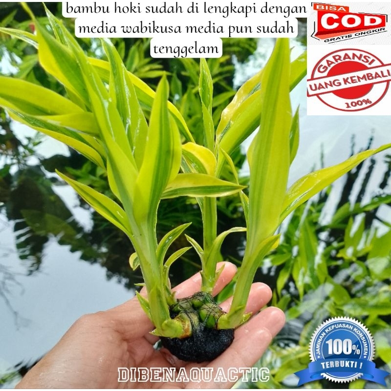 bambu hoki/bambu air media wabikusa tanaman aquascape akuarium