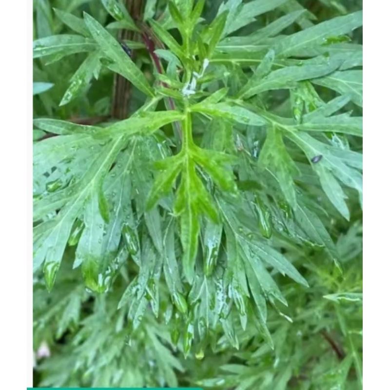 

Daun Kenikir segar 150 grm murah