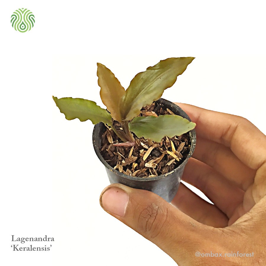 Lagenandra ‘Keralensis’ - Tanaman mini / Terrarium / Vivarium