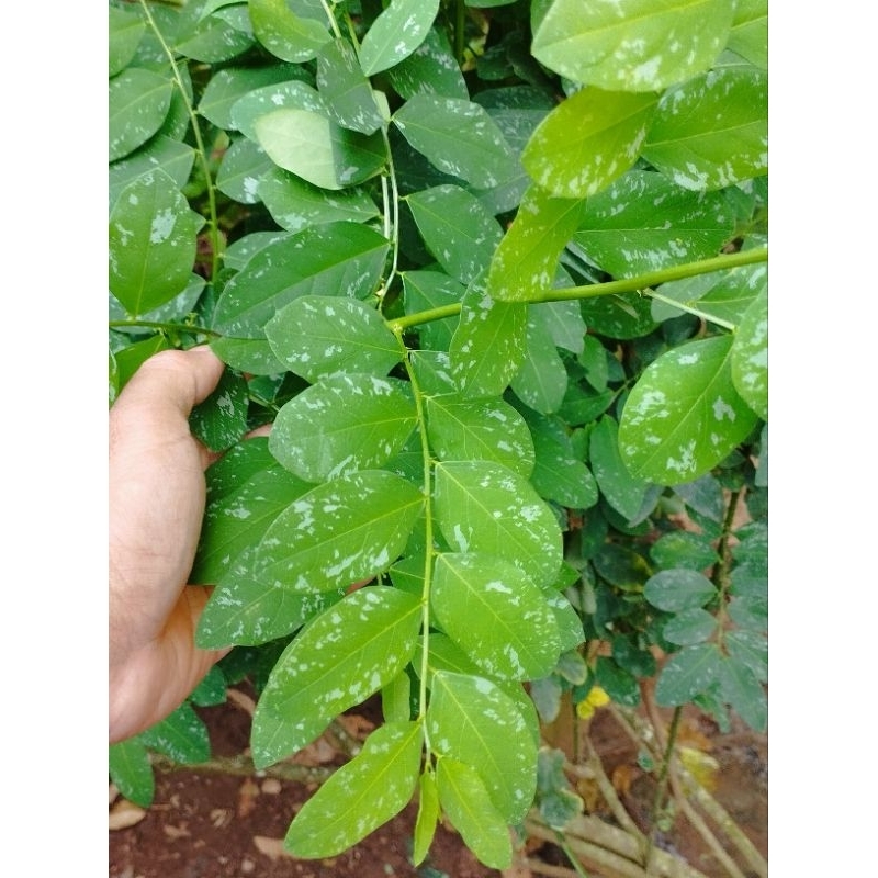 

Daun Katuk Segar Memperlancar Air Susu Ibu (ASI) 100 gr