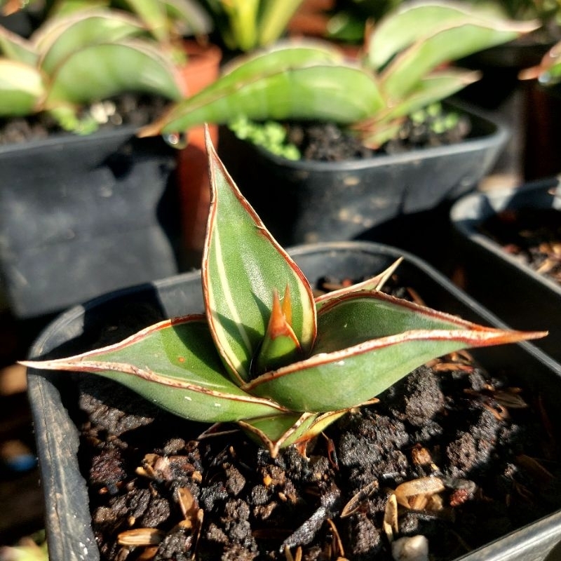 tanaman hias sanseviera PINGUICULA PINGUICULATA PINGWI PINGUI VARIGATA (srit)  sansevieria sansevera