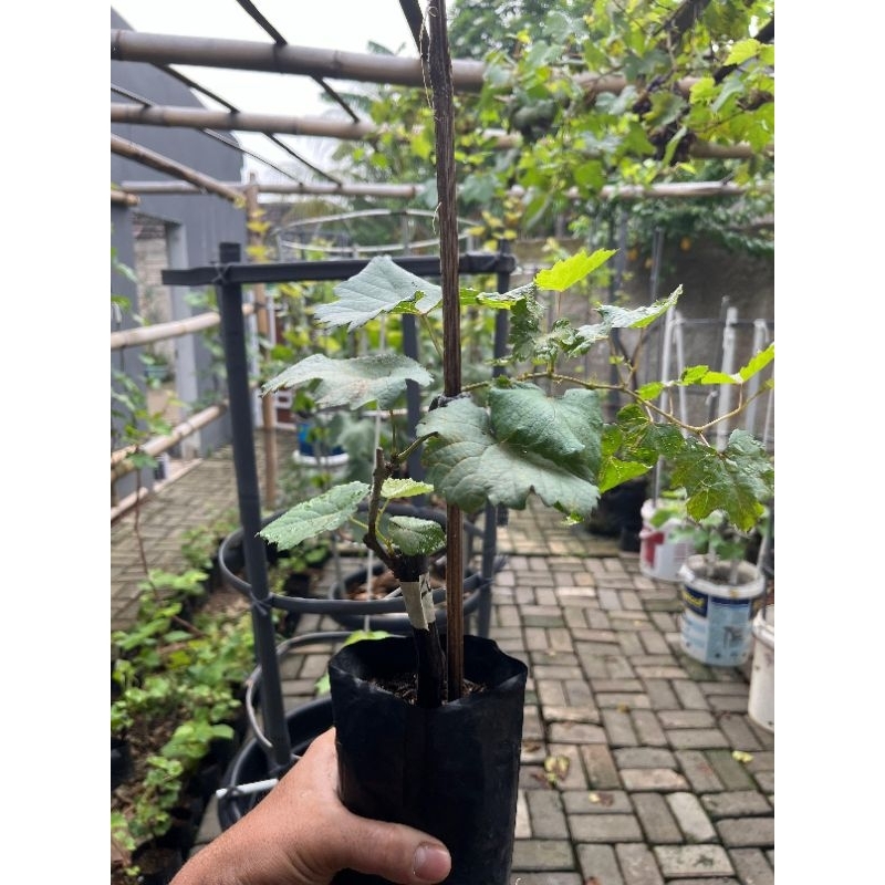 BIBIT ANGGUR IMPORT BIBIT ANGGUR LOKAL BIBIT ANGGUR KUALITAS IMPORT 30 - 50 CM