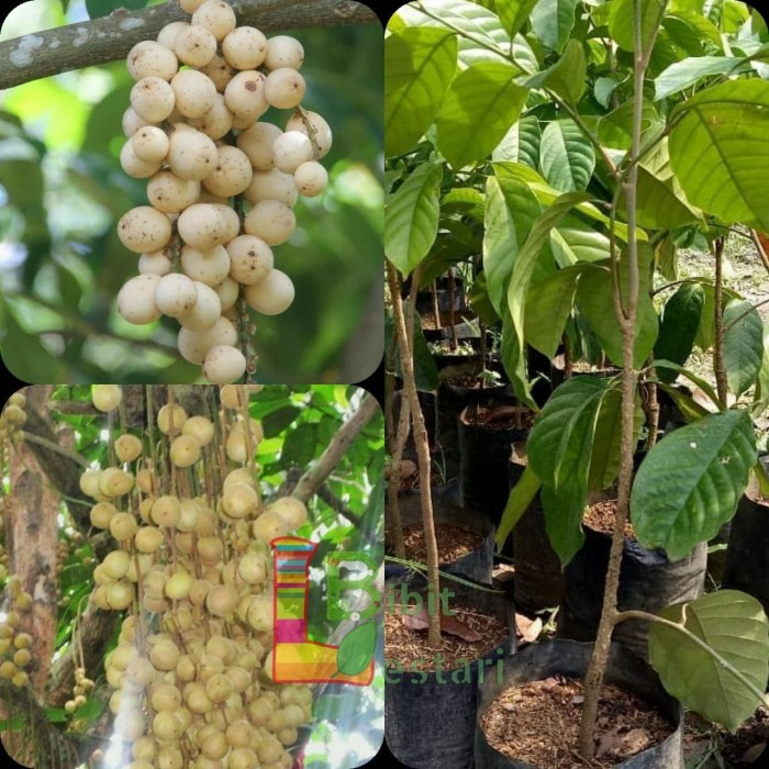 BIBIT & TANAMAN BUAH LANGSAT