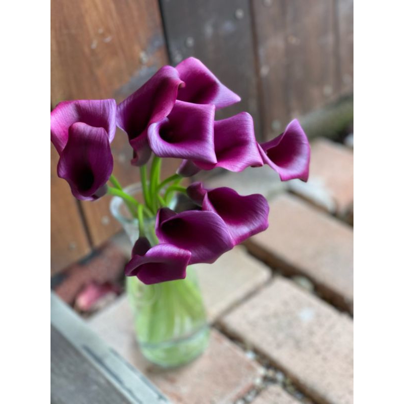 Umbi Calla LiLy Durban (1 Umbi)