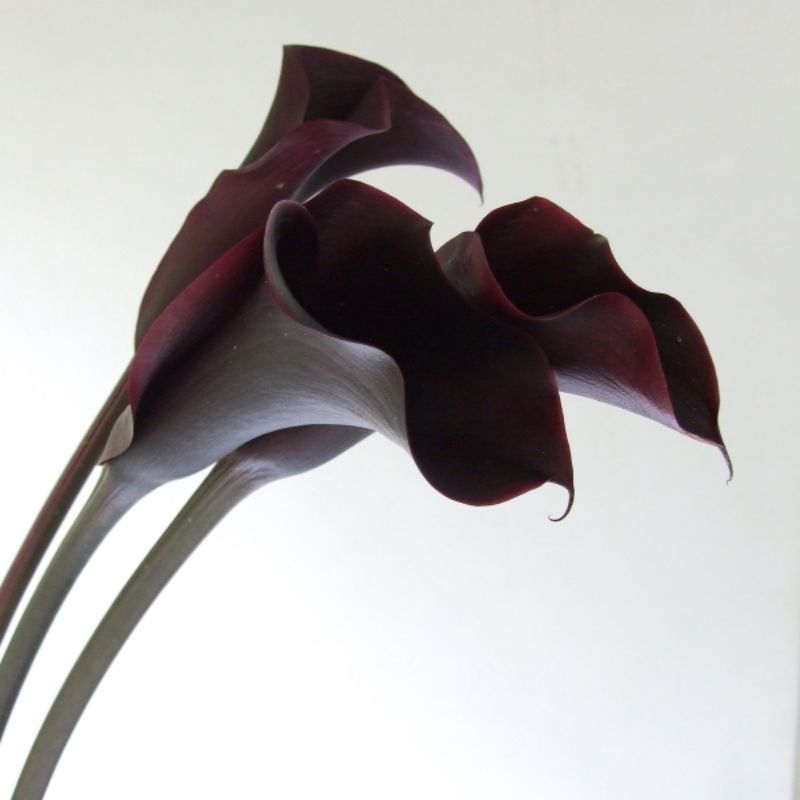 Umbi Calla Lily Odessa (1 Umbi)