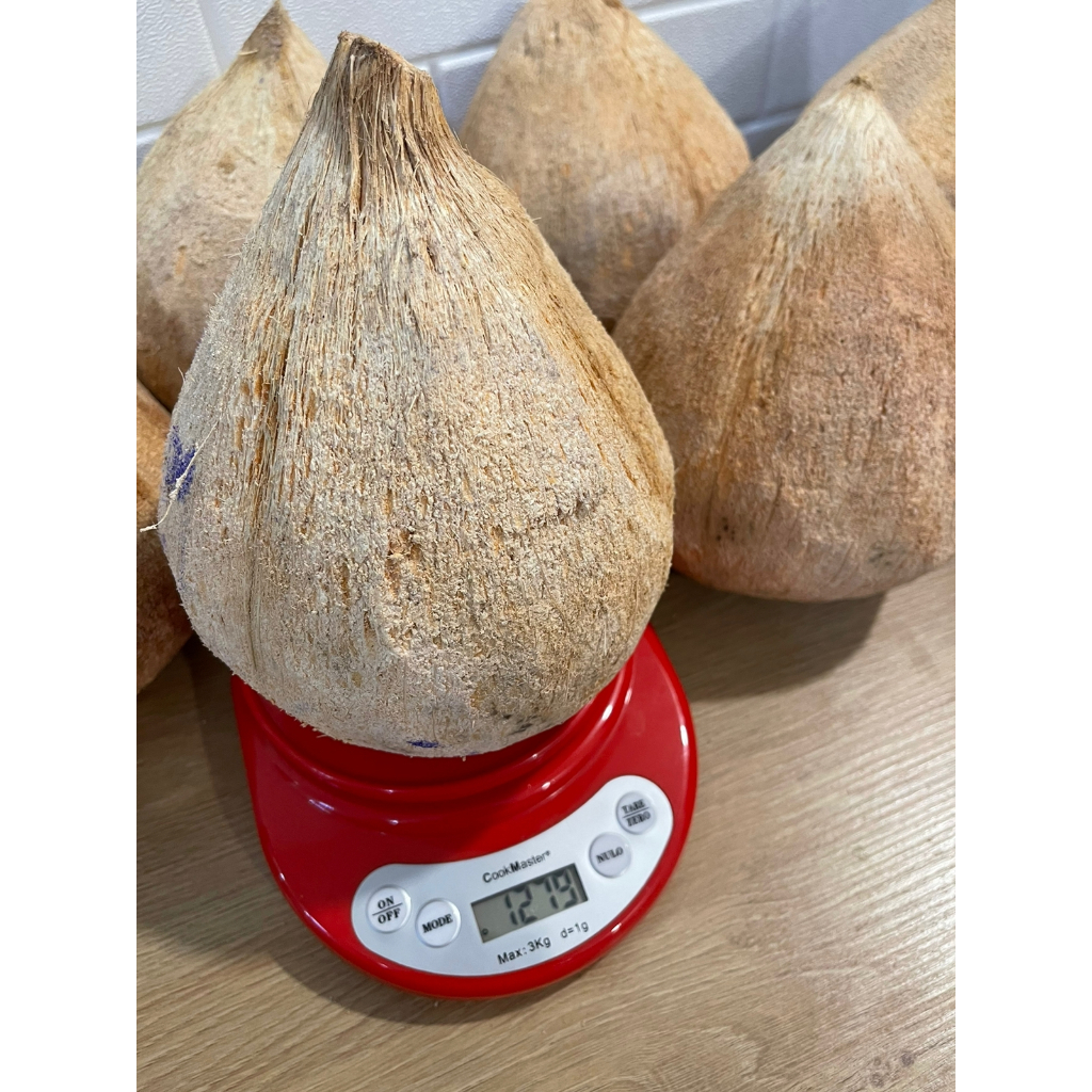 

Kelapa Kopyor Jumbo Premium