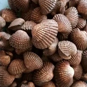 

KERANG DARA HIDUP 500 GRAM
