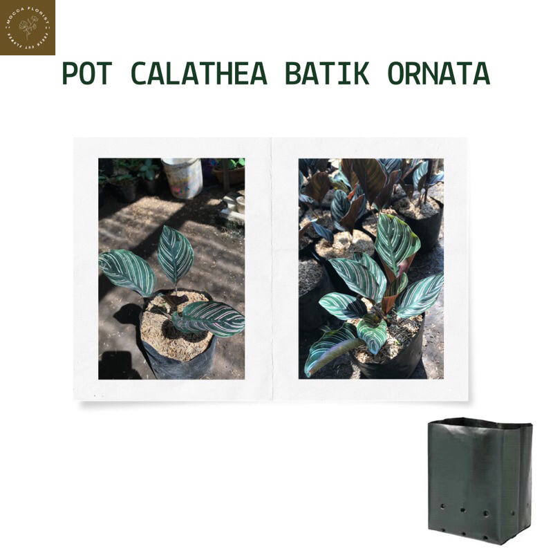 Calathea batik ornata