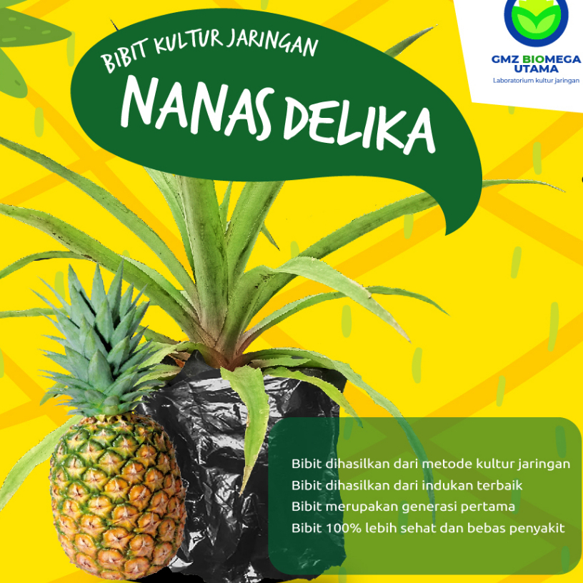 Bibit nanas Delika kultur jaringan
