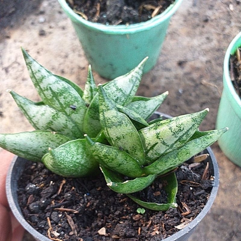 Sansivera Boncel New Clone/BNC (mini size) induk